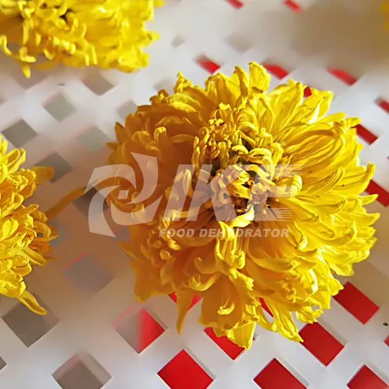 Yellow Chrysanthemum Dehydrator